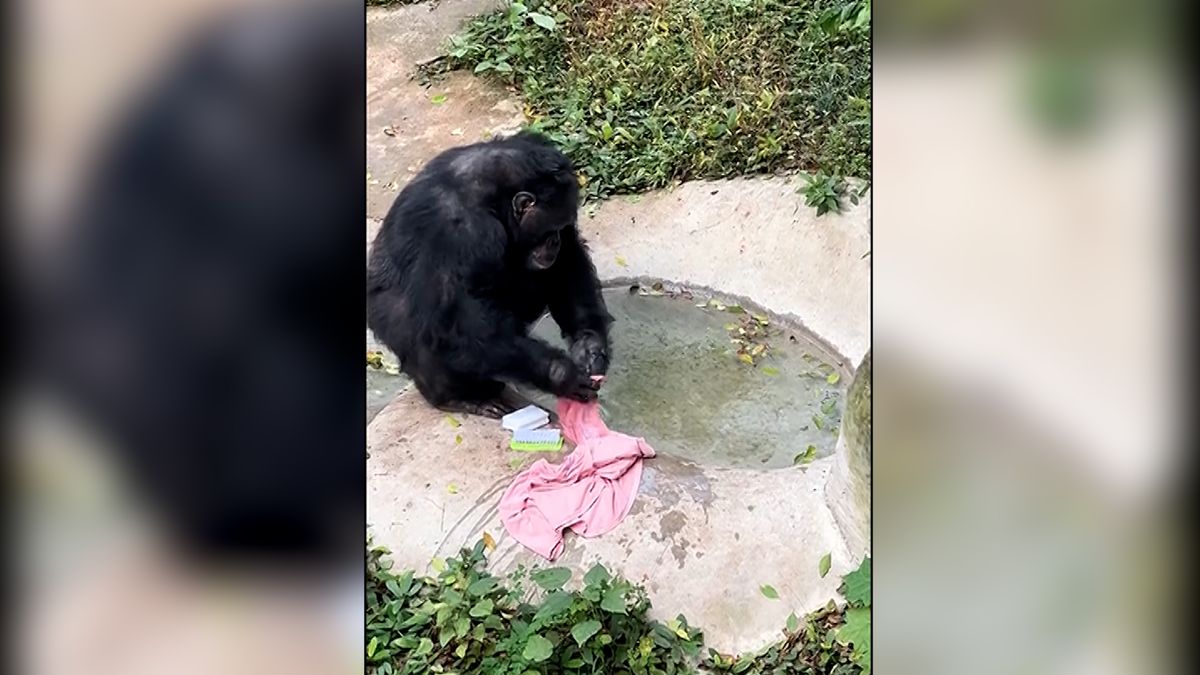 Samice šimpanze v čínské zoo prala prádlo